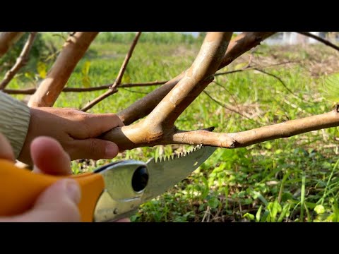 Видео: Настоящий метод обрезки, о котором никто не знает