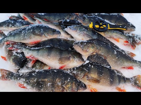 Видео: Окунь ЗАГИБАЄ на БЕЗМОТИЛКУ. 🎣 Вона працює завжди. 🐟 Зимова рибалка. 🎣🐟 Підводна зйомка.