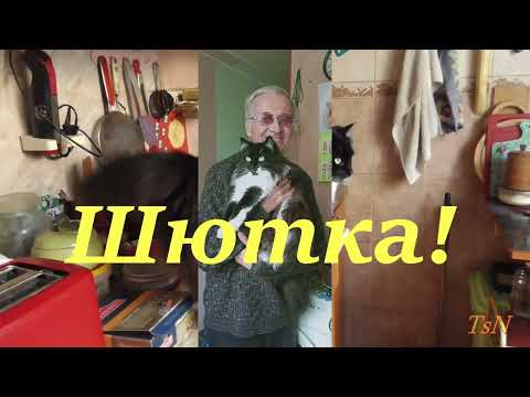 Видео: Выйду ночью в кухню с котом