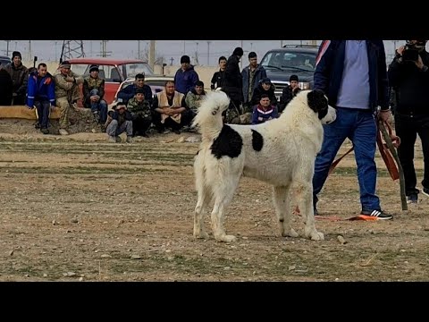 Видео: ТУРНИР ТЕСТ ИСПЫТАНИЙ |Обзор Туркменских Алабаев 😱|Turkmen alabay dogs Alabai #alabaidog #alabai