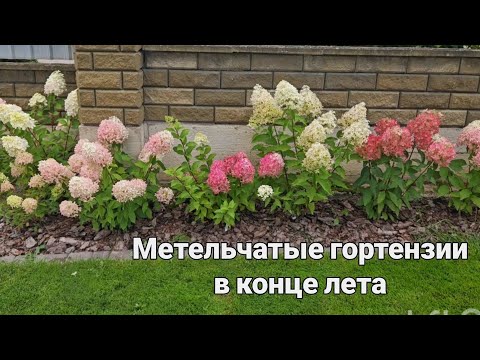 Видео: Метельчатые гортензии в конце лета. Bonfire, Quick fire fab, Magical lime sparkle, Metallica и др.