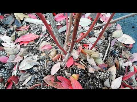 Видео: Голубіка (лохина). Як садити? Мій досвід за 7 років.