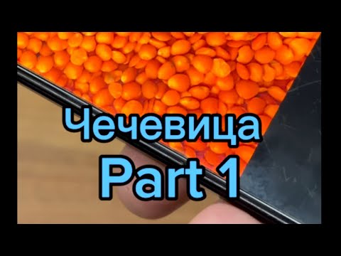 Видео: Чечевица. Part 1. Место в севообороте, подготовка семян, посев.