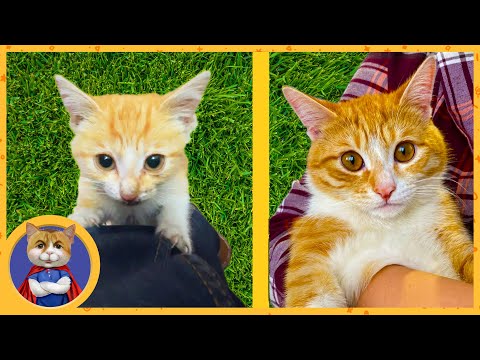 Видео: Котёнок спасённый из под колёс авто. До и после. Вся история