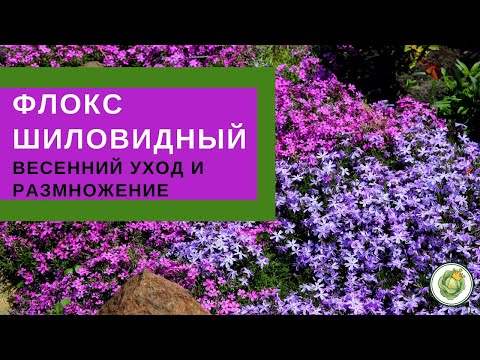 Видео: ФЛОКС ШИЛОВИДНЫЙ - весенний уход и размножение