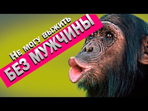 Видео: 11 Остервенелых макак учат паразитизму..
