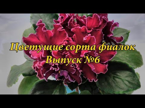 Видео: Красивые сорта фиалок(Выпуск №6)