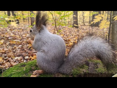 Видео: Белк ест орех и ворчит на других белок