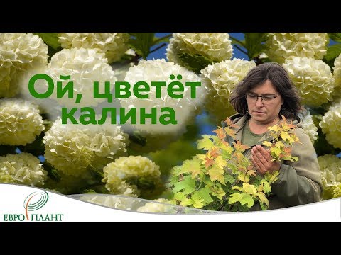 Видео: Калина красная или ой, цветет калина