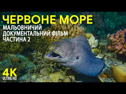 Видео: Дивовижний підводний світ Червоного моря - 4К Мальовничий документальний фільм - Дайвінг у Єгипті #2