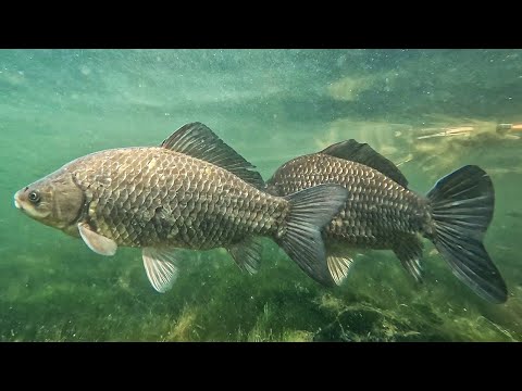 Видео: Пошла жара