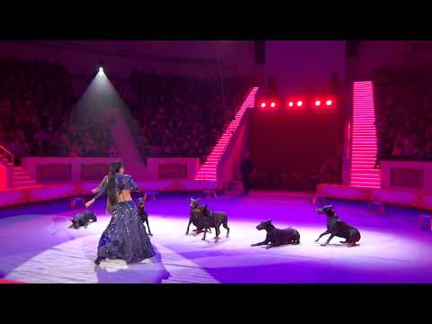 Видео: Дрессированные собаки. Ольга Ван-Ю-Ли