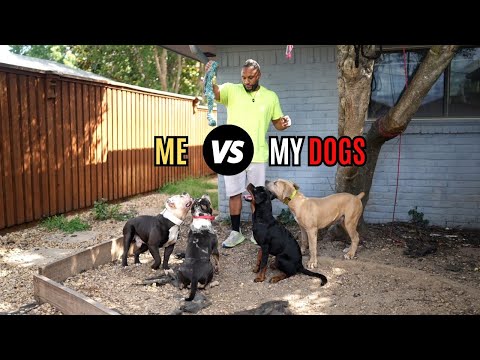 Видео: Почему мои единственные противники — мои собаки!