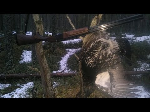 Видео: ОХОТА НА ГЛУХАРЯ НА ТОКУ.HUNTING FOR GROUSE ON A LEK.