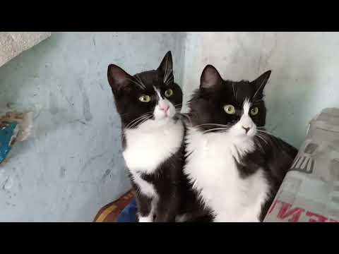 Видео: Продолжение ,в каждом грибочке солнышко. 