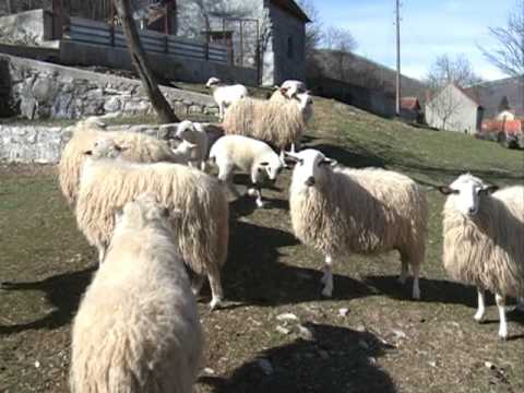 Видео: ZAPIS O SELU JASEN KOD TREBINJA,  Запис о селу Јасен код Требиња