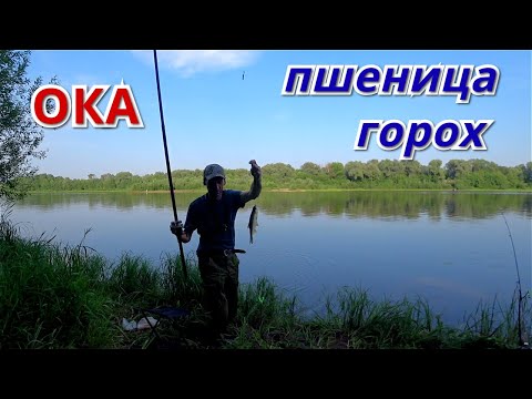Видео: Рыбалка на пшеницу и горох.  Ока жара июнь 2021.