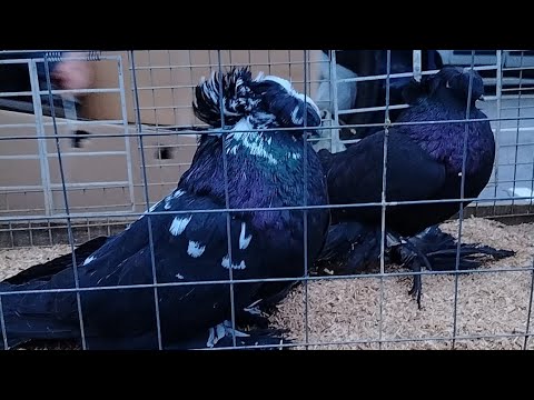 Видео: ТАКЛА БЕЛАРУСЬ, первый рынок в 2025 году, Беларусь, Минск.