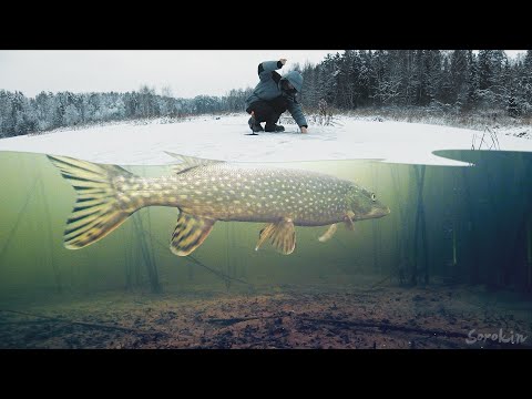 Видео: ПЕРВЫЙ ЛЕД в Подмосковье! Рыбалка на ЖЕРЛИЦЫ! Подводная съемка