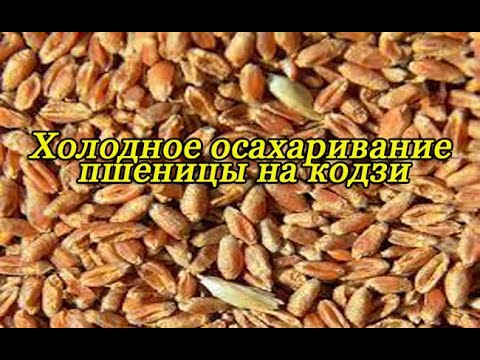 Видео: Холодное осахаривание пшеницы на кодзи