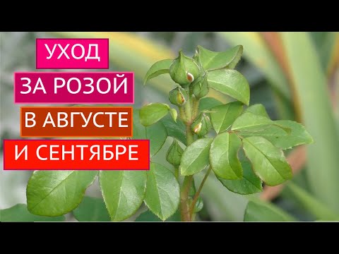 Видео: РОЗЫ В АВГУСТЕ И СЕНТЯБРЕ - ЭТО ВАЖНО ЗНАТЬ!!!