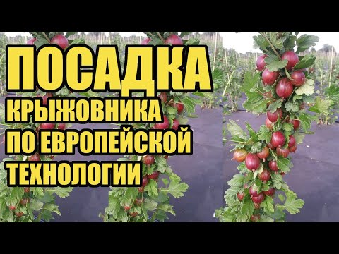 Видео: Как посадить крыжовник по шпалерной технологии