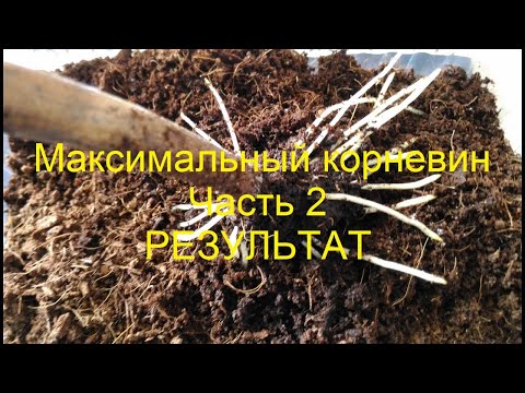 Видео: Применение максимальной дозы корневина на черенках винограда. Окончательный результат