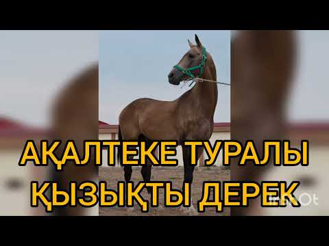 Видео: Ақалтеке туралы қызықты дерек