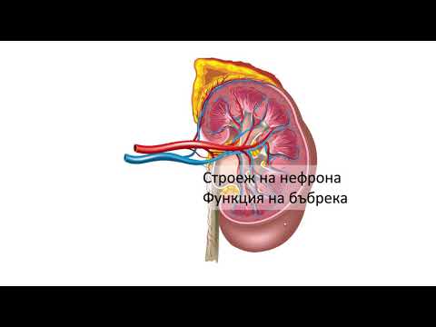 Видео: Строеж на нефрона. Функция на бъбрека (10:17) ┃teoriyata.com
