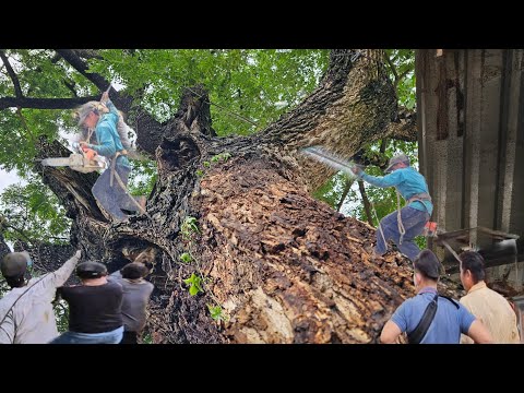 Видео: Спиливание огромного дерева, падение в реку, возле дома, дорога, техническая пила, 252
