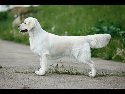 Видео: Экстерьер золотистого ретривера с позиции биомеханики и золотого сечения. Ерусалимский Е.Л.