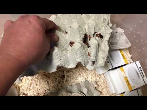 Видео: Туркменский таракан начало разведения