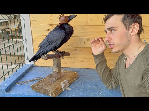 Видео: Амуниция для врановых птиц. Опутенки, клобучок и другие приспособы