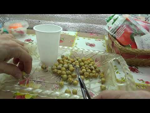 Видео: Рокамболь,посев завтра,а сегодня.....