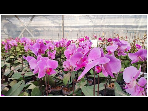 Видео: ОРХИДЕИ  Чуть не заблудилась в поисках красоты