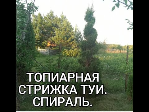 Видео: Топиарная стрижка туи. Спираль. Первый опыт.