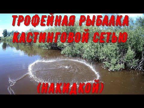 Видео: Кастинговая сеть (накидка) снова не подвела!!! Трофейная рыбалка!!! Сазан пойман!!!