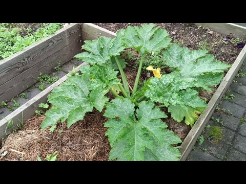 Видео: НЕ ЗАВЯЗЫВАЮТСЯ | КАБАЧКИ В ЯЩИКАХ | ОГУРЦЫ В МЕШКАХ | ТОМАТЫ