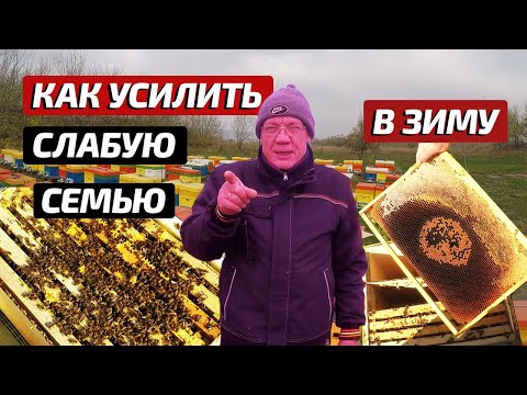 Видео: Как ПРАВИЛЬНО ПОДГОТОВИТЬ слабые семьи пчел к зимовке?