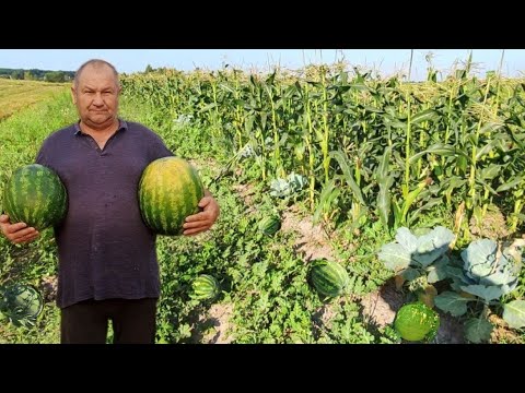 Видео: Який Кавун на Львівщині Без поливу