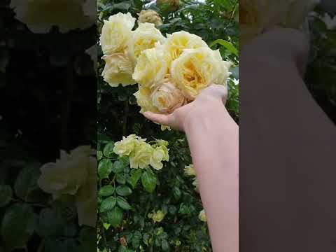 Видео: Плетистые розы Тантау 2022.