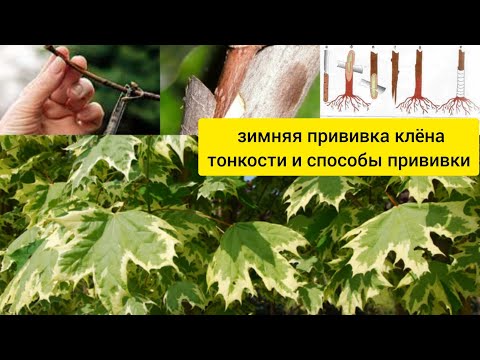 Видео: Зимняя прививка клёна сортового. Тонкости и способы прививки. Научитесь прививать клён правильно!!!🤔