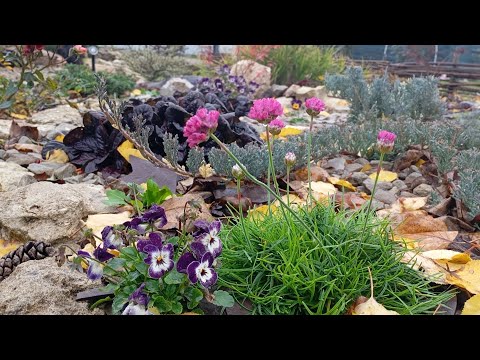 Видео: Рослини які квітують весь сезон🌹🌸З довгим строком квітування🌼🇺🇦