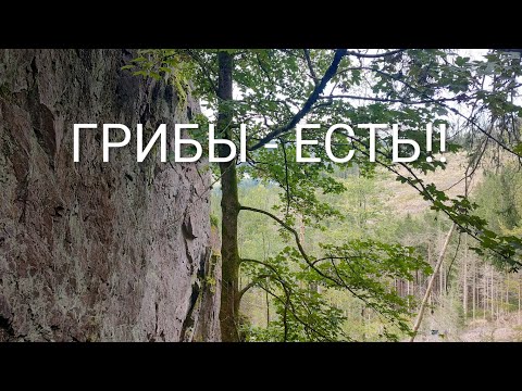 Видео: 14 сентября. Грибы есть!!!