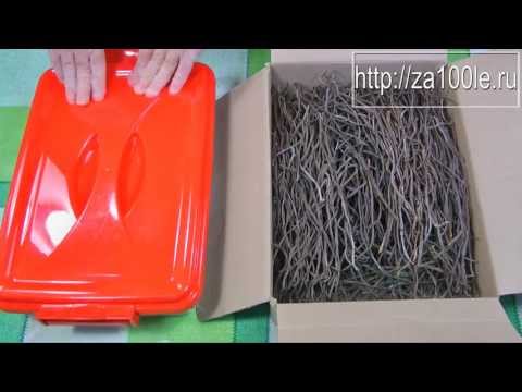 Видео: Сбор и обработка папоротника (Косари) видео