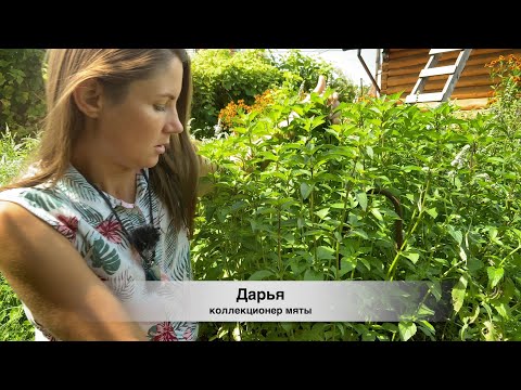 Видео: Сорта МЯТЫ 2022. ШОКОЛАДНАЯ мята, лимонная мята и др.