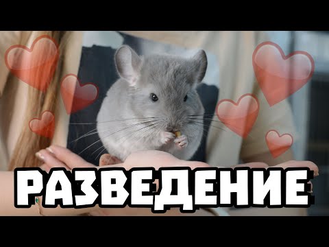 Видео: Разведение шиншилл | Выкармливание малышей, все проблемы | Как понять, что шиншилла беременна?