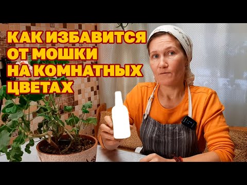 Видео: ЦВЕТОЧНАЯ МОШКА ГИБНЕТ СРАЗУ СМОЧИТЬ ЗЕМЛЮ ОДИН РАЗ /КАК ИЗБАВИТЬСЯ ОТ СЦИАРИД @obovsemsmarusya