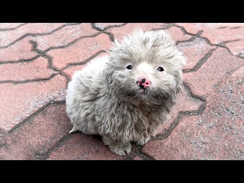 Видео: На холодном ветру на меня с ожиданием смотрел дрожащий маленький комочек шерсти...