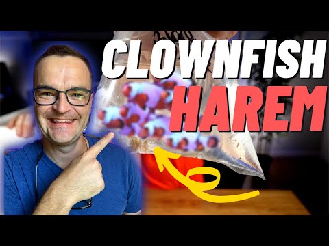 Видео: 12 рыб-клоунов, 8 LPS-кораллов и 50 улиток. 10-летняя мечта сбывается... Галерея, эпизод 03